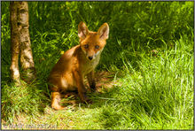Red Fox (Vulpes vulpes)