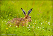 European Hare (Lepus europaeus)