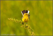 Yellow Wagtail - (Motacilla flava)