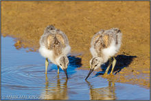 Avocet Chicks (Recurvirostra avosetta)