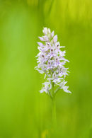 Spotted Orchid