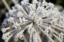 Frost covered Cow Parsley