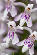 Close Up of a Spotted Orchid.
