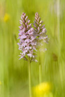Early Spotted Orchids.