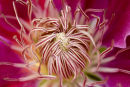 Close up of Clematis Niobe..