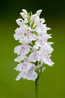 Spotted Orchid.
