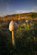 Mushrooms at Rame Head.