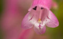 Penstemon Pink Endurance.