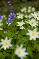 Wood Anemones & Bluebells.