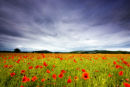 Poppy Field & Malvern Hills.