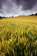 Church & Cornfields Stokenham Devon UK