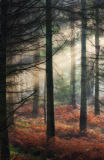 Autumn Sunrays Forest of Dean Gloucestershire UK