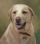 Original Pastel Painting Of Oren.