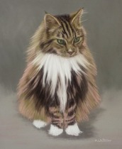 Original Pastel Painting of Norris the Maine Coon.