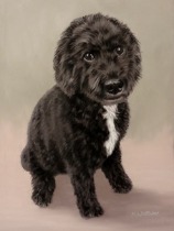 Original Pastel Painting of Barney the Cockerpoo.