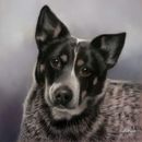 Original Pastel Painting Of Holly The Blue Heeler