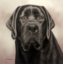 Original Pastel Painting Of Dealer The Black Labrador