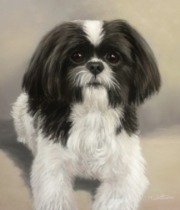 Original Pastel Painting Of Mitzie The Shih Tzu.