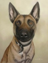 Original Pastel Painting Of Jess The Belgian Malinois.