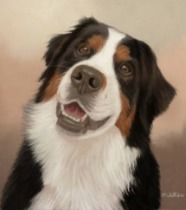 Original Pastel Painting Of Zuri The Bernese Montain Dog.