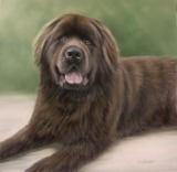 Original Pastel Painting Of Coco the Newfoundland.