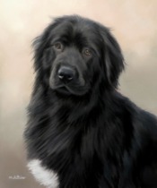 Original Pastel Painting Of Bella the Newfoundland.