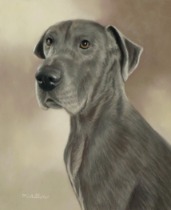 Original Pastel Painting Of Apollo The Great Dane.