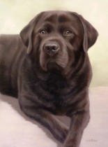 Original Pastel Painting Of Casey the Chocolate Labrador.