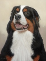 Original Pastel Painting Of Joey The Bernese Mountain Dog.