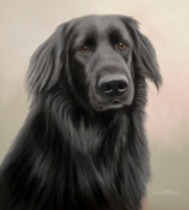 Original Pastel Painting Of Phoebe The Newfoundland.