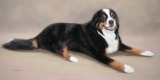 Original Pastel Painting Of Noah The Bernese Mountain Dog.