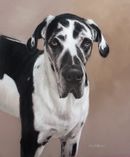 Original Pastel Painting Of Prince The Great Dane