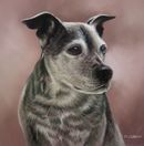 Original Pastel Painting Of Molly.