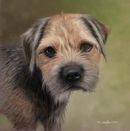 Original Pastel Painting Of Cooper The Border Terrier.
