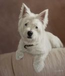 Original Pastel Painting of Hamish