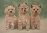 Original Pastel Painting Of 3 Cairn Terriers.