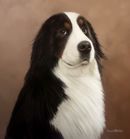 Original Pastel Painting of Reid the Bernese Mountain Dog.