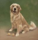 Original Pastel Painting Of Cricket The Golden Retriever.
