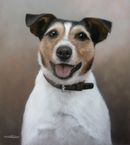 Original Pastel Painting of Jed The Jack Russell.