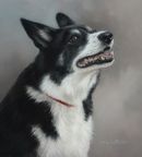 Original Pastel Painting Of Seren The Border Collie.