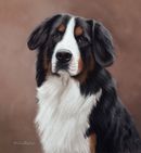 Original Pastel Painting Of Bernese Mountain Dog, Oakley