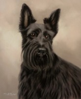 Original Pastel Painting of Mackenzie The Scottish Terrier