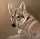 Original Pastel Painting of Honey The British Timber Dog