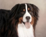 Original Pastel Painting of Merlin the Bernese Mountain dog.