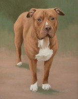 Original Pastel Painting of Eric The American Bulldog