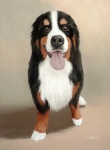 Original Pastel Painting of Wrigley the Bernese Mountain Dog.