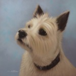 Original Pastel Painting of Buffett the cairn terrier.