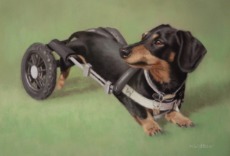 Original Pastel Painting of Wally The Dachshund.