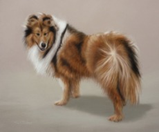 Original Pastel Painting of Lassie The Rough Collie.
