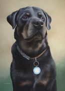 Pastel Painting Of Smithy, Rottweiler